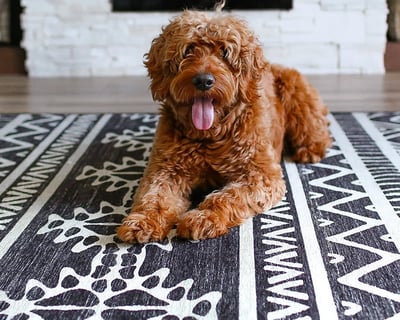 The Ultimate Flooring Guide When Shopping for New Floors